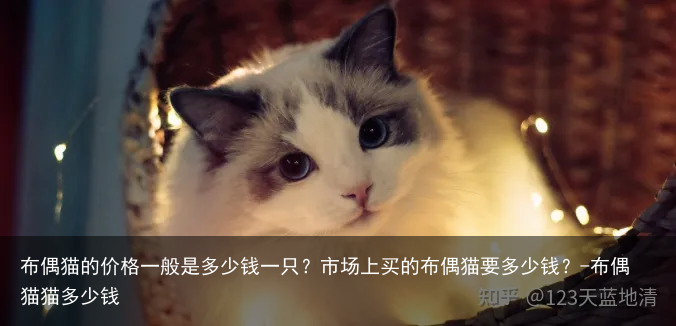 布偶猫的价格一般是多少钱一只？市场上买的布偶猫要多少钱？-布偶猫猫多少钱