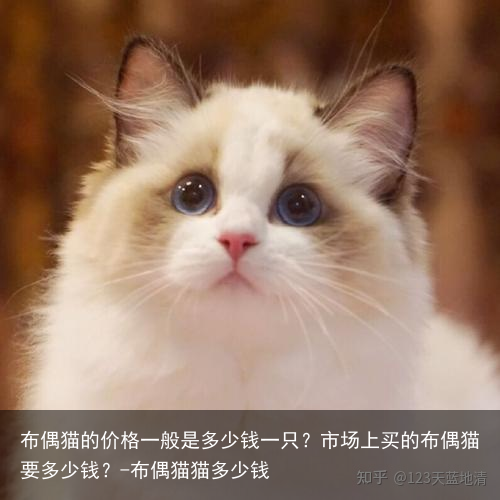 布偶猫的价格一般是多少钱一只？市场上买的布偶猫要多少钱？-布偶猫猫多少钱