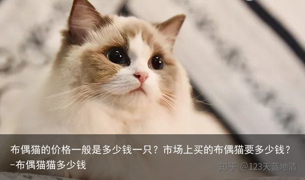 布偶猫的价格一般是多少钱一只？市场上买的布偶猫要多少钱？-布偶猫猫多少钱