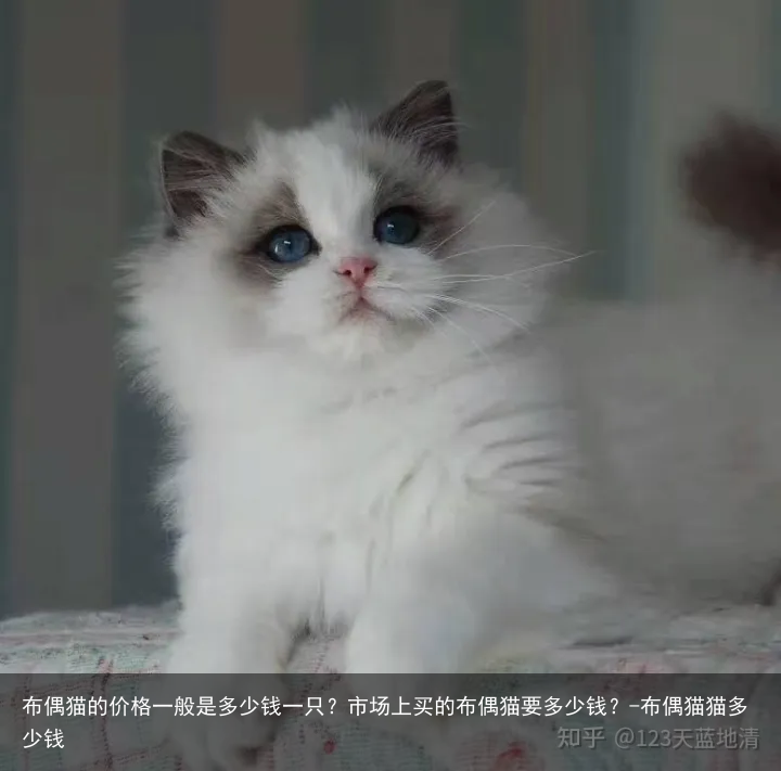 布偶猫的价格一般是多少钱一只？市场上买的布偶猫要多少钱？-布偶猫猫多少钱