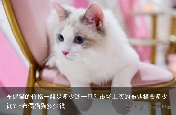 布偶猫的价格一般是多少钱一只？市场上买的布偶猫要多少钱？-布偶猫猫多少钱