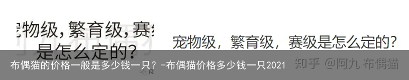 布偶猫的价格一般是多少钱一只？-布偶猫价格多少钱一只2021