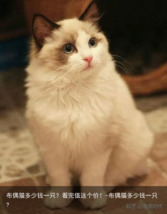 布偶猫多少钱一只？看完值这个价！-布偶猫多少钱一只?