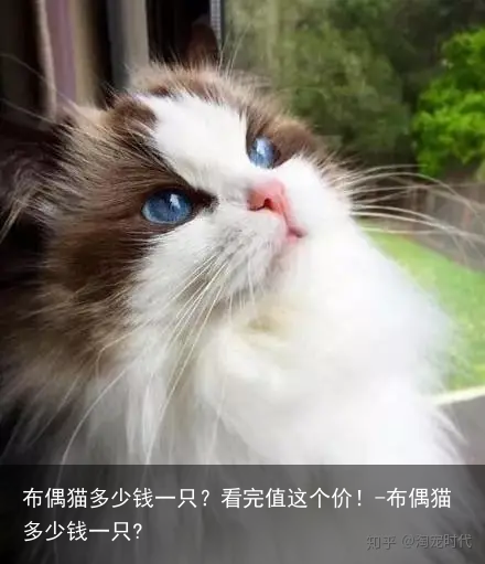 布偶猫多少钱一只？看完值这个价！-布偶猫多少钱一只?
