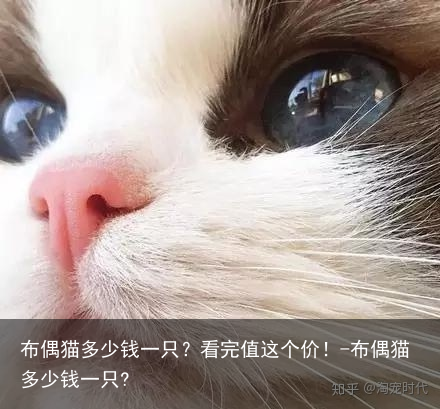 布偶猫多少钱一只？看完值这个价！-布偶猫多少钱一只?