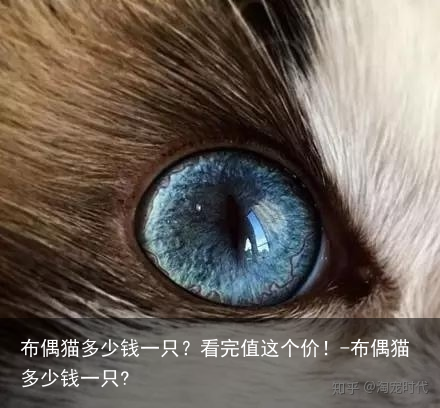 布偶猫多少钱一只？看完值这个价！-布偶猫多少钱一只?
