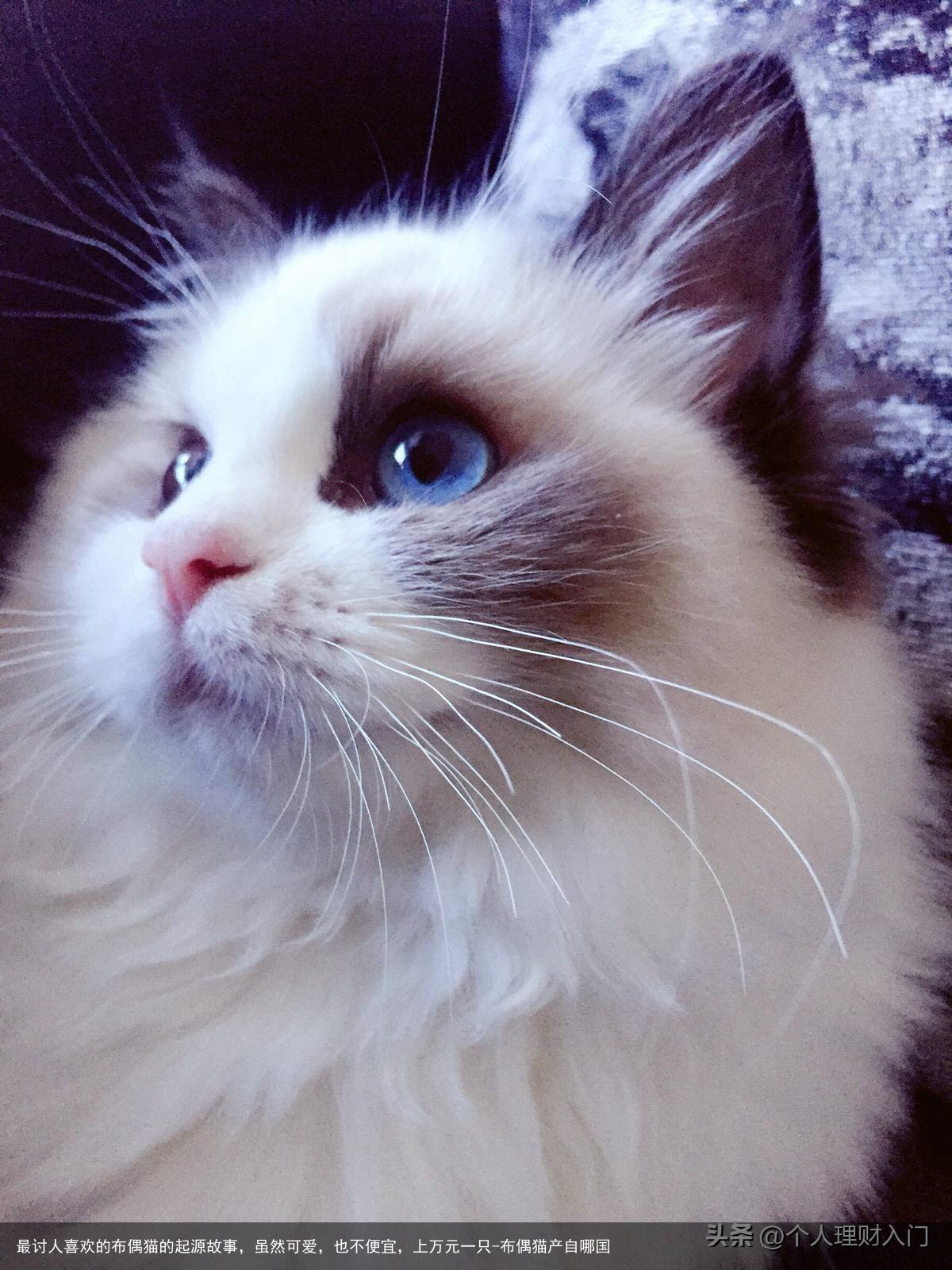 最讨人喜欢的布偶猫的起源故事，虽然可爱，也不便宜，上万元一只-布偶猫产自哪国