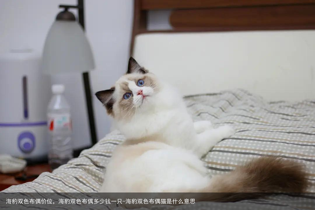 海豹双色布偶价位，海豹双色布偶多少钱一只-海豹双色布偶猫是什么意思