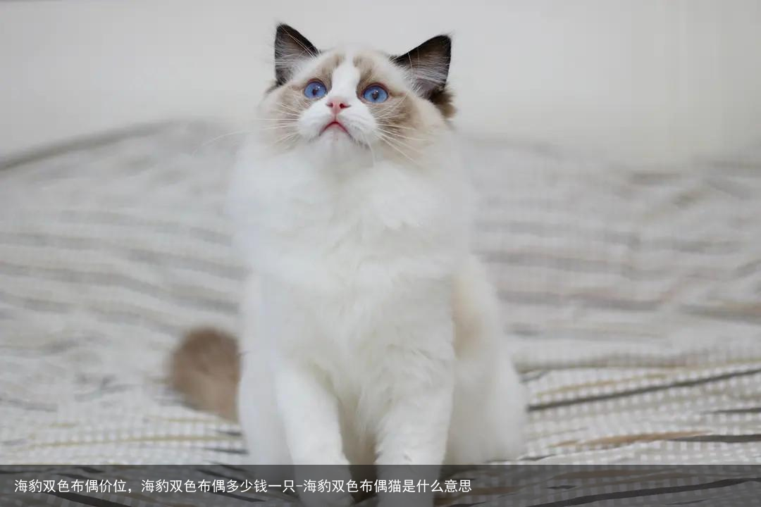 海豹双色布偶价位，海豹双色布偶多少钱一只-海豹双色布偶猫是什么意思