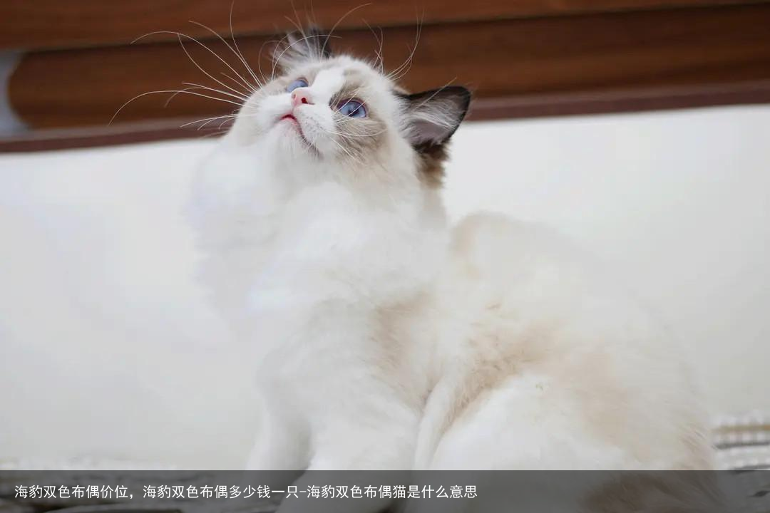 海豹双色布偶价位，海豹双色布偶多少钱一只-海豹双色布偶猫是什么意思