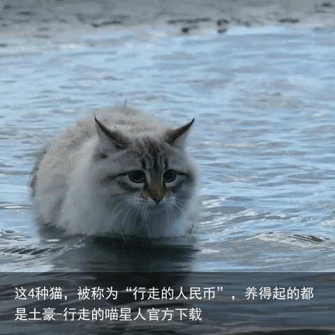 这4种猫，被称为“行走的人民币”，养得起的都是土豪-行走的喵星人官方下载