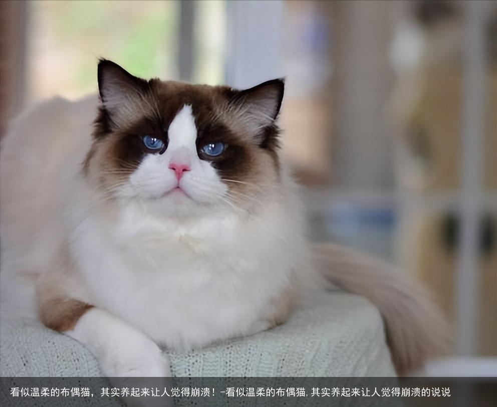 看似温柔的布偶猫，其实养起来让人觉得崩溃！-看似温柔的布偶猫,其实养起来让人觉得崩溃的说说