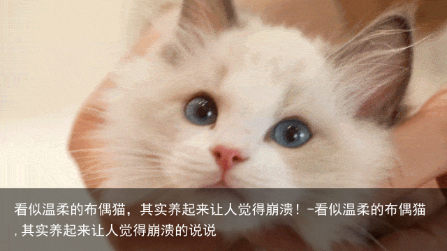 看似温柔的布偶猫，其实养起来让人觉得崩溃！-看似温柔的布偶猫,其实养起来让人觉得崩溃的说说
