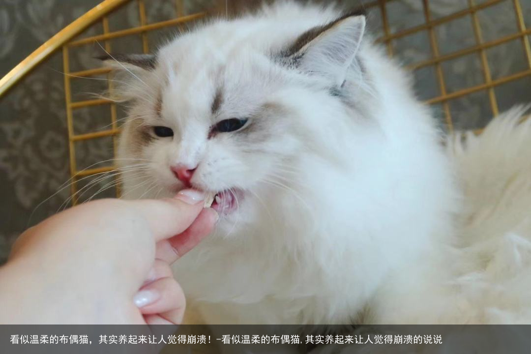 看似温柔的布偶猫，其实养起来让人觉得崩溃！-看似温柔的布偶猫,其实养起来让人觉得崩溃的说说