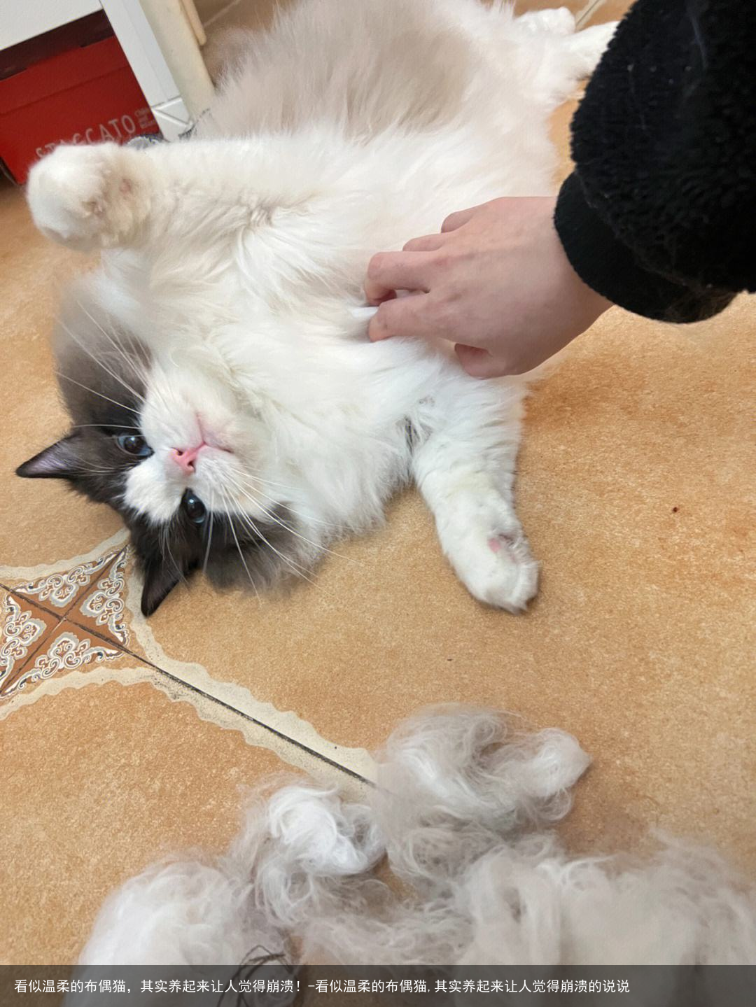 看似温柔的布偶猫，其实养起来让人觉得崩溃！-看似温柔的布偶猫,其实养起来让人觉得崩溃的说说