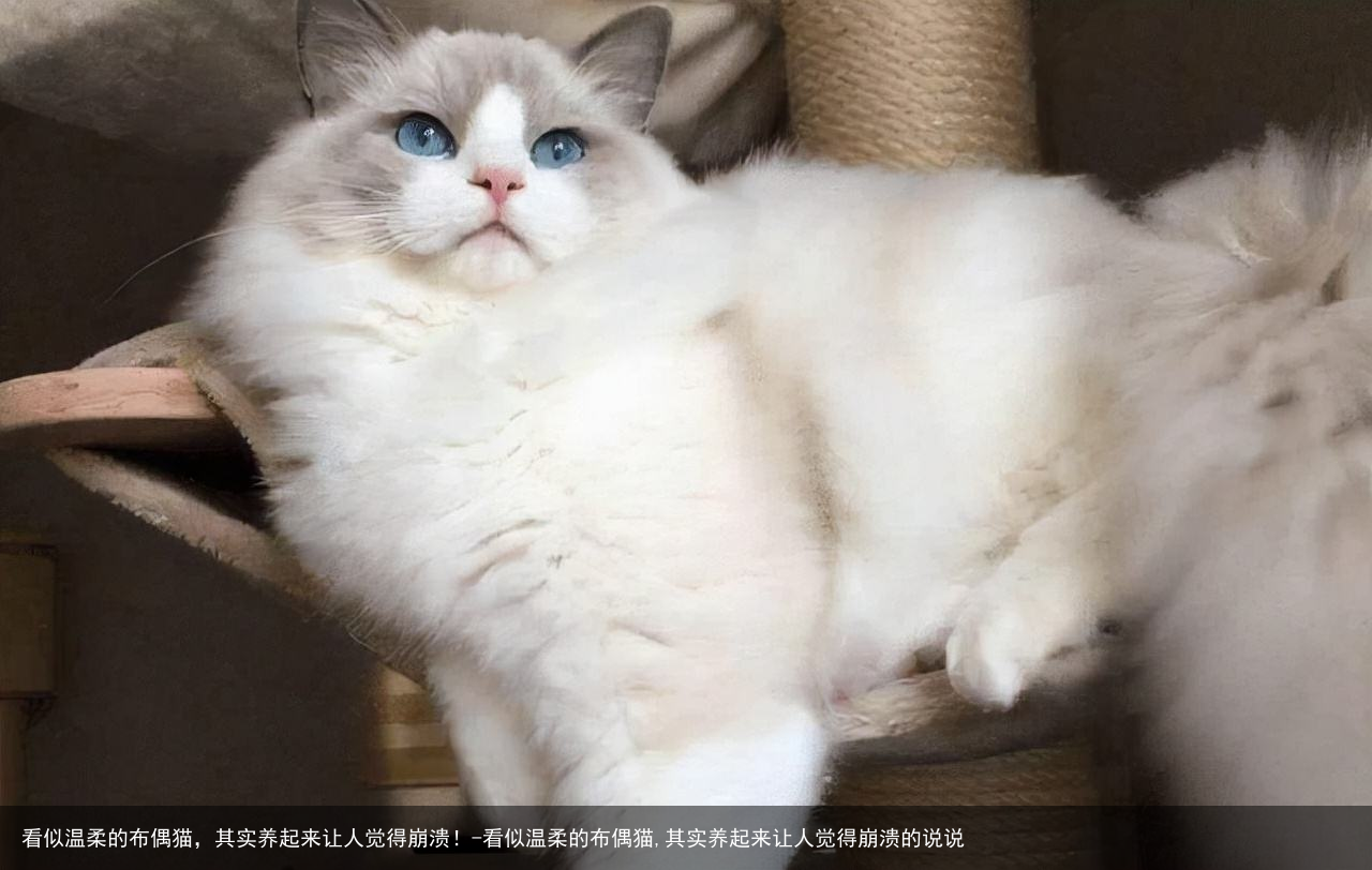 看似温柔的布偶猫，其实养起来让人觉得崩溃！-看似温柔的布偶猫,其实养起来让人觉得崩溃的说说