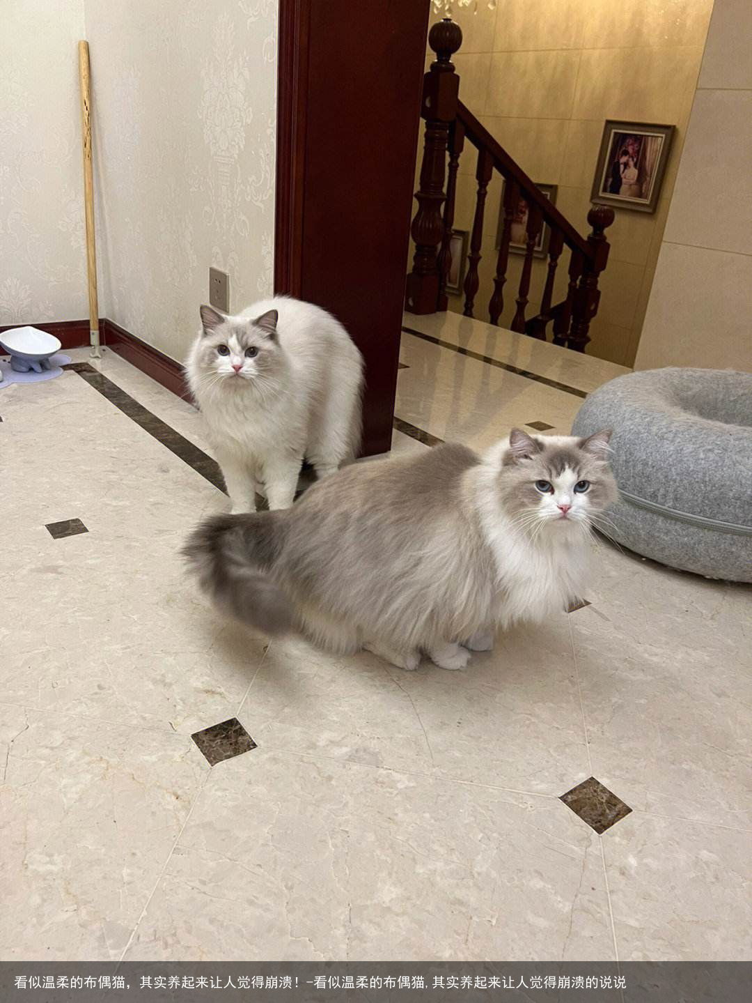 看似温柔的布偶猫，其实养起来让人觉得崩溃！-看似温柔的布偶猫,其实养起来让人觉得崩溃的说说