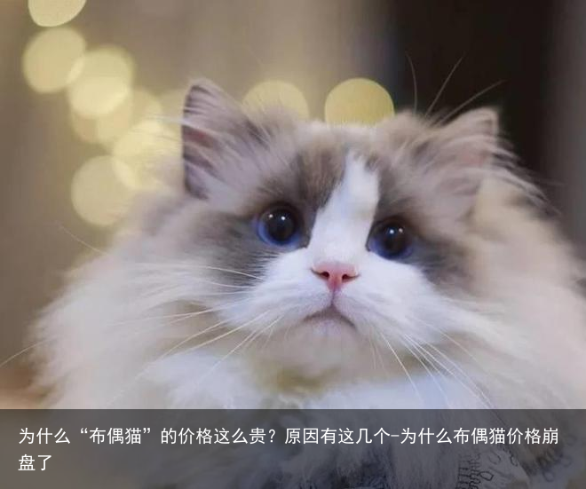 为什么“布偶猫”的价格这么贵？原因有这几个-为什么布偶猫价格崩盘了