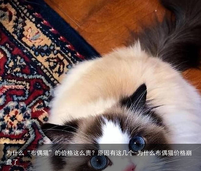 为什么“布偶猫”的价格这么贵？原因有这几个-为什么布偶猫价格崩盘了
