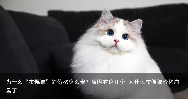 为什么“布偶猫”的价格这么贵？原因有这几个-为什么布偶猫价格崩盘了