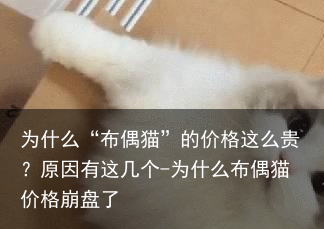 为什么“布偶猫”的价格这么贵？原因有这几个-为什么布偶猫价格崩盘了