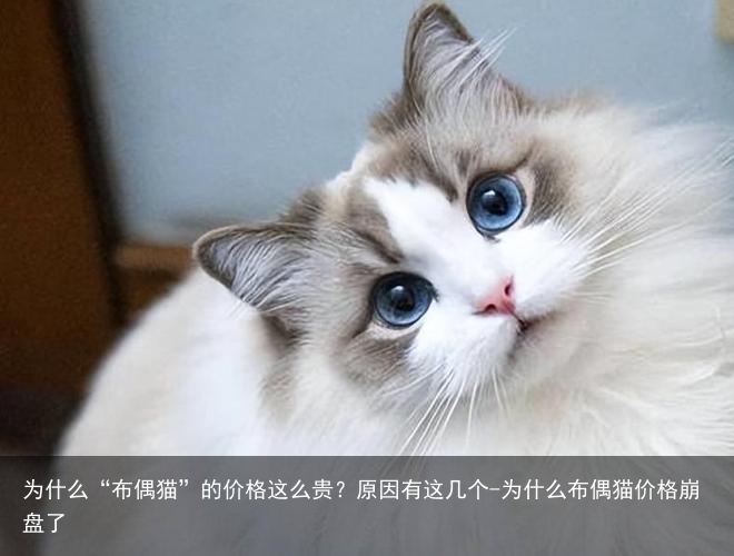 为什么“布偶猫”的价格这么贵？原因有这几个-为什么布偶猫价格崩盘了