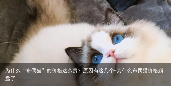为什么“布偶猫”的价格这么贵？原因有这几个-为什么布偶猫价格崩盘了