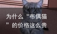 为什么“布偶猫”的价格这么贵？原因有这几个-为什么布偶猫价格崩盘了