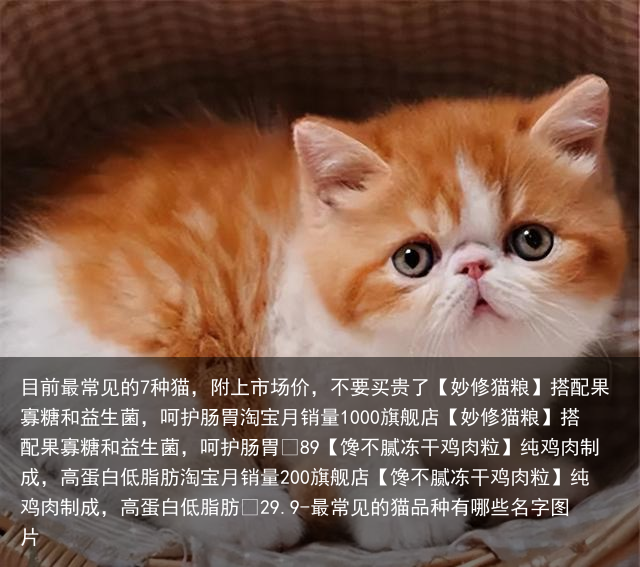 目前最常见的7种猫，附上市场价，不要买贵了