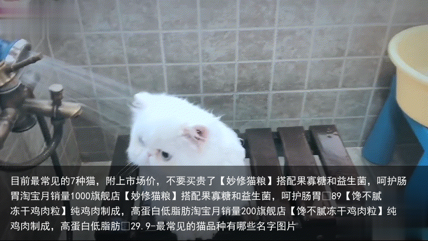 目前最常见的7种猫，附上市场价，不要买贵了