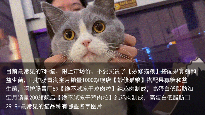 目前最常见的7种猫，附上市场价，不要买贵了
