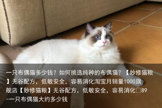 一只布偶猫多少钱？如何挑选纯种的布偶猫？