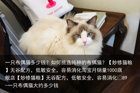 一只布偶猫多少钱？如何挑选纯种的布偶猫？
