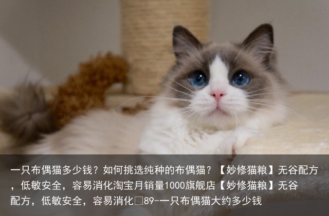 一只布偶猫多少钱？如何挑选纯种的布偶猫？