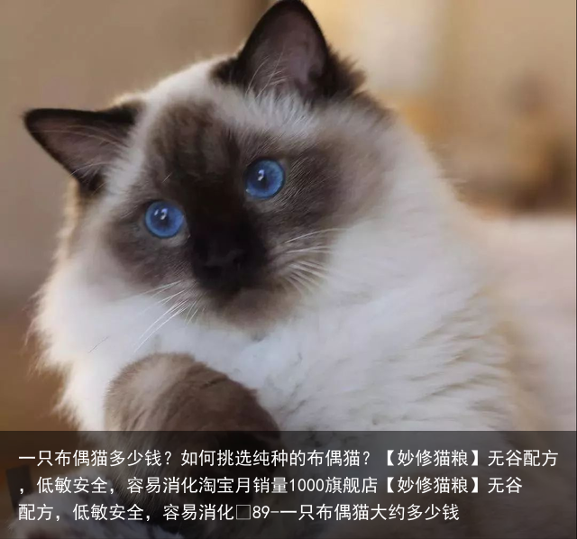 一只布偶猫多少钱？如何挑选纯种的布偶猫？