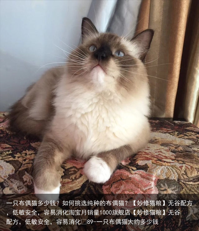 一只布偶猫多少钱？如何挑选纯种的布偶猫？