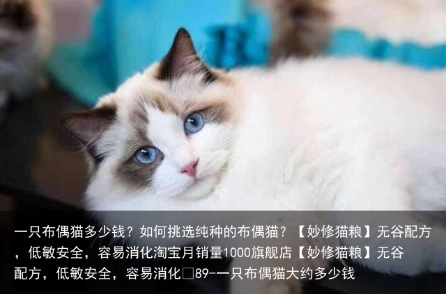 一只布偶猫多少钱？如何挑选纯种的布偶猫？