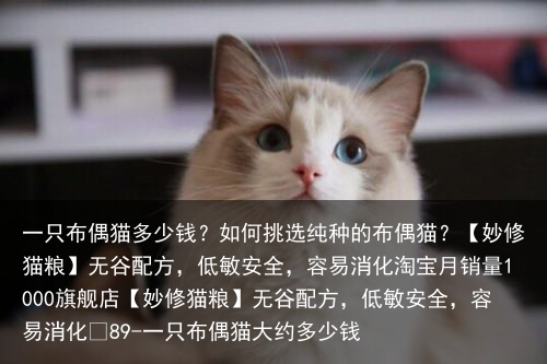 一只布偶猫多少钱？如何挑选纯种的布偶猫？