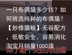 一只布偶猫多少钱？如何挑选纯种的布偶猫？