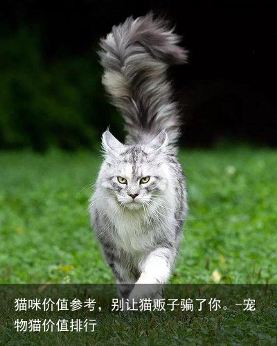 猫咪价值参考，别让猫贩子骗了你。-宠物猫价值排行