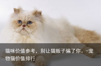 猫咪价值参考，别让猫贩子骗了你。-宠物猫价值排行
