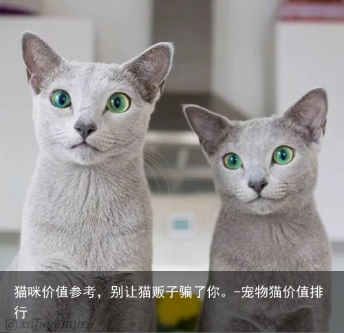 猫咪价值参考，别让猫贩子骗了你。-宠物猫价值排行