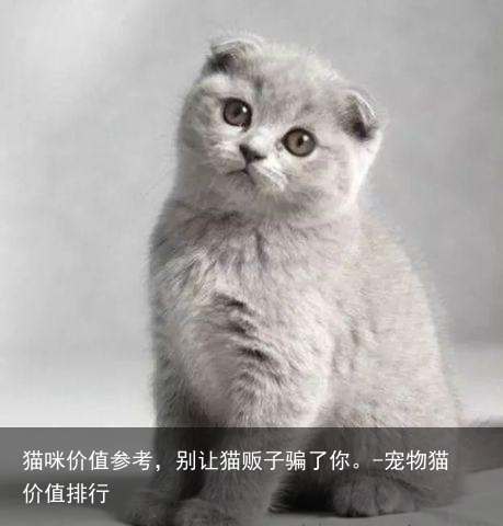 猫咪价值参考，别让猫贩子骗了你。-宠物猫价值排行