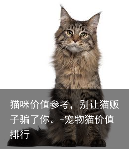 猫咪价值参考，别让猫贩子骗了你。-宠物猫价值排行