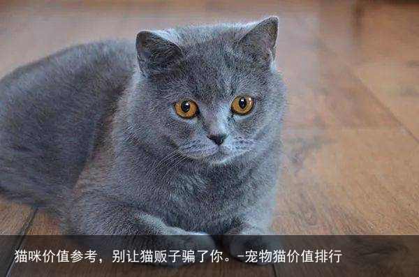 猫咪价值参考，别让猫贩子骗了你。-宠物猫价值排行
