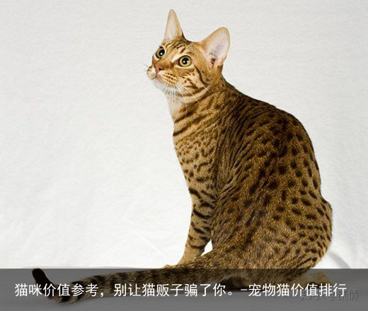 猫咪价值参考，别让猫贩子骗了你。-宠物猫价值排行