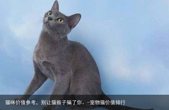 猫咪价值参考，别让猫贩子骗了你。-宠物猫价值排行