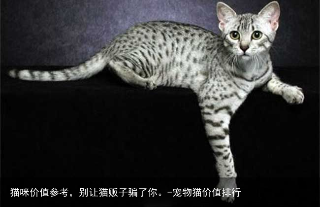 猫咪价值参考，别让猫贩子骗了你。-宠物猫价值排行