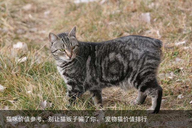猫咪价值参考，别让猫贩子骗了你。-宠物猫价值排行