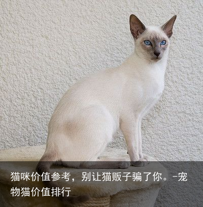 猫咪价值参考，别让猫贩子骗了你。-宠物猫价值排行